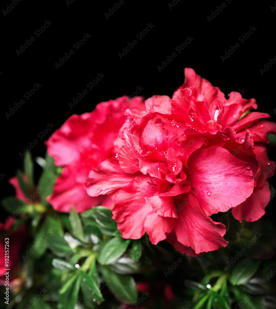 Vivid scarlet azalea bush flower