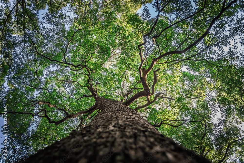 Naklejka premium Under branch of big green tree in HDR style