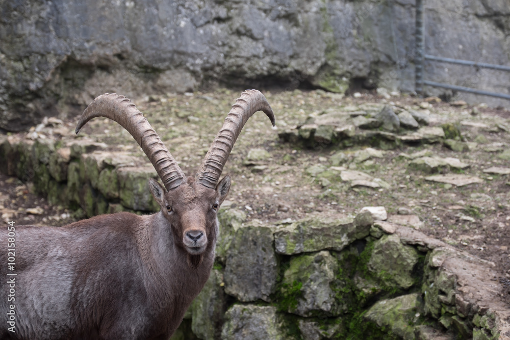 Alter Alpensteinbock