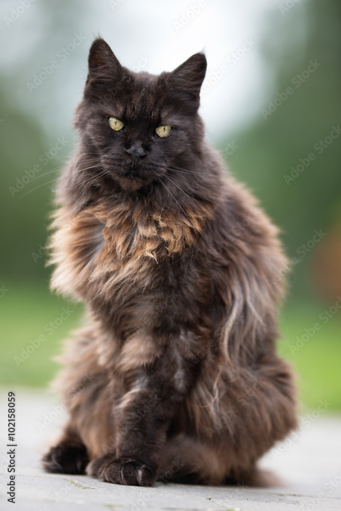 Old cat outdoors in the garden