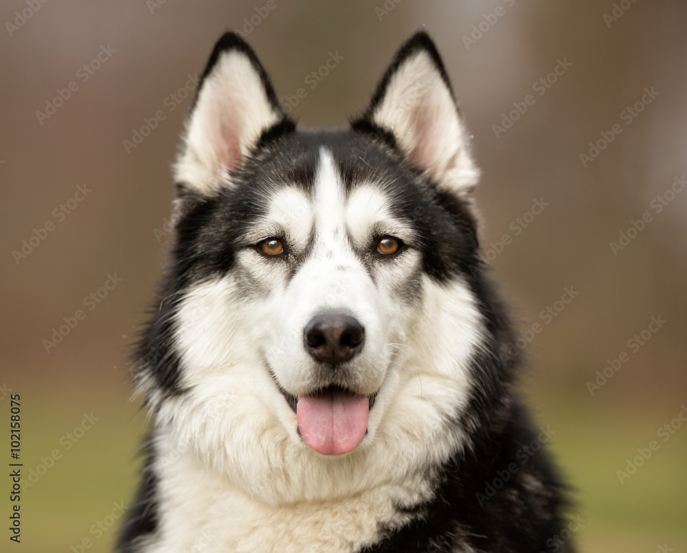 Siberian Husky dog outdoors in nature