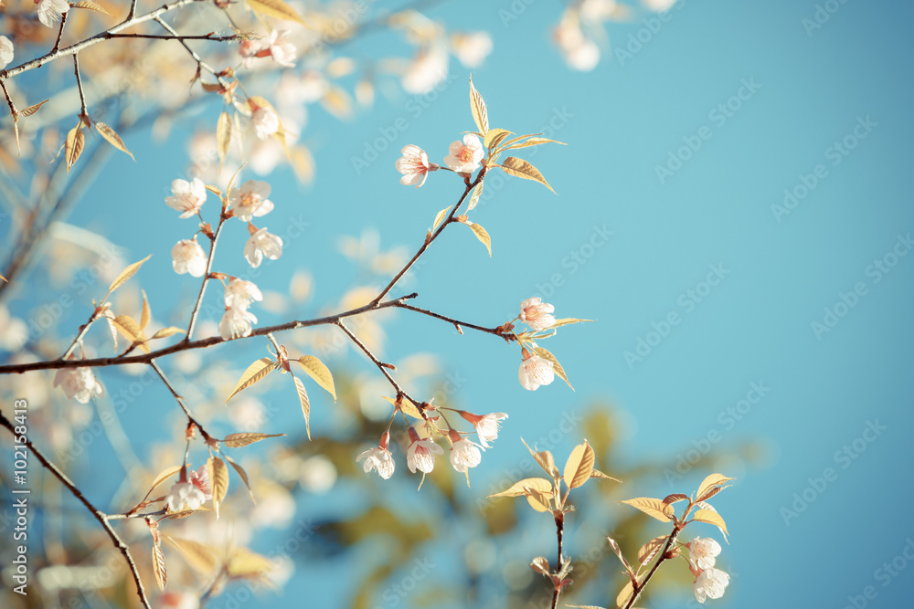Wild Himalayan Cherry spring blossom