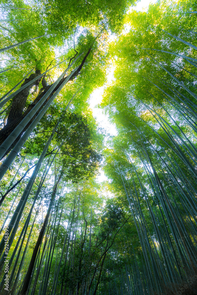 Fototapeta premium Arashiyama Bamboo Forest