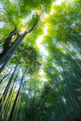 Arashiyama Bamboo Forest © vichie81