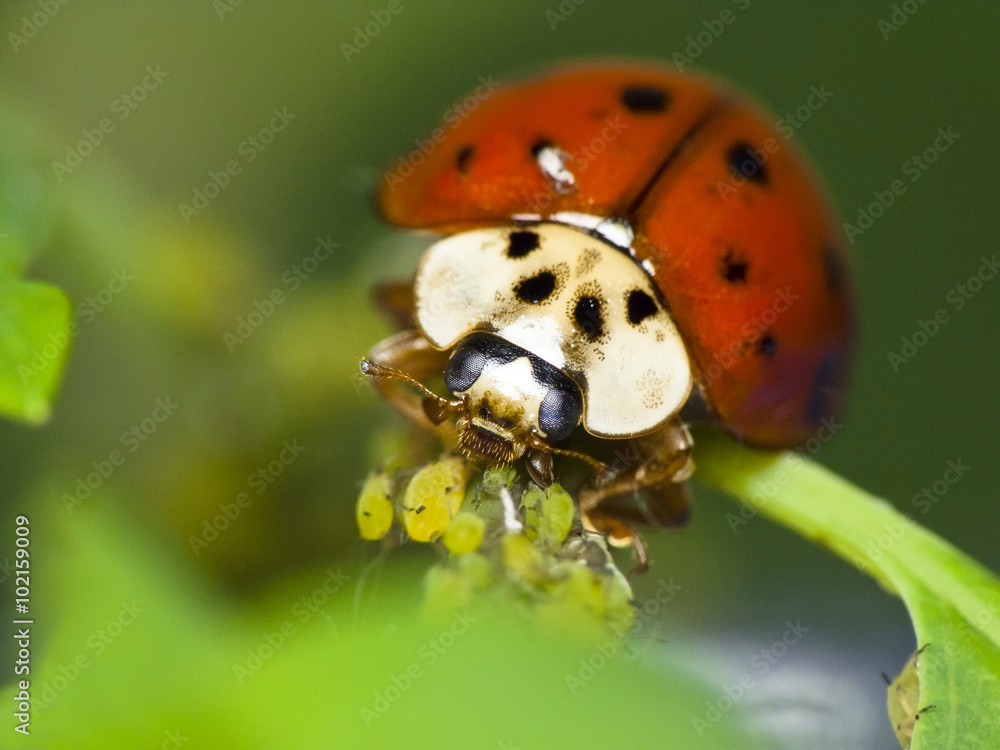 Naklejka premium Ladybug feeds on aphids. Natural pest control