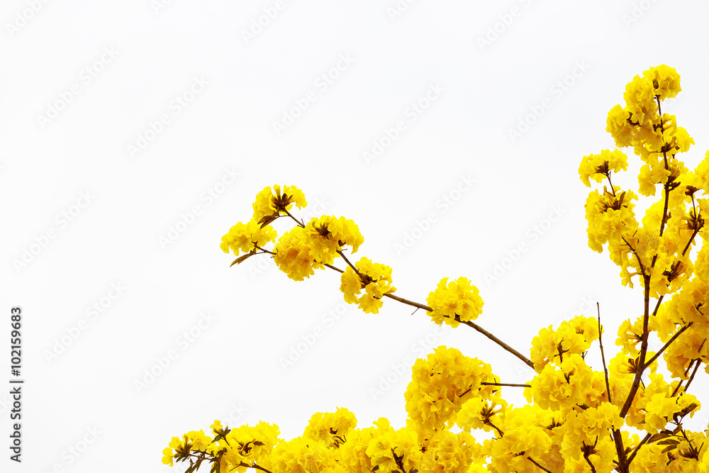 Yellow tabebuia flower blossom Yellow tabebuia flower blossom on