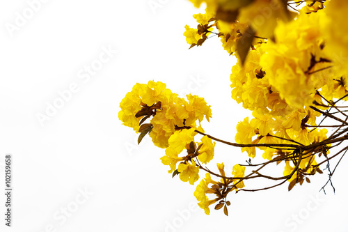Yellow tabebuia flower blossom Yellow tabebuia flower blossom on