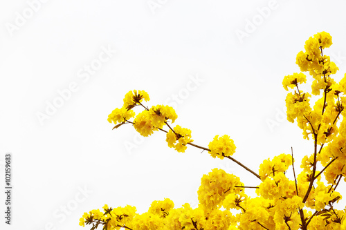 Obraz na płótnie Yellow tabebuia flower blossom Yellow tabebuia flower blossom on w salonie
