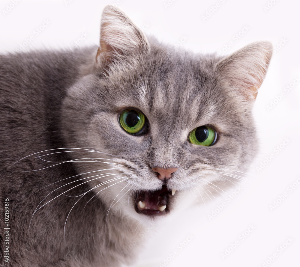 Fototapeta premium The head of a gray cat with the slightly opened mouth