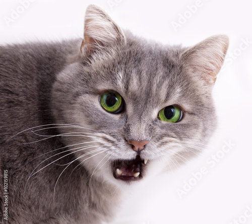 The head of a gray cat with the slightly opened mouth