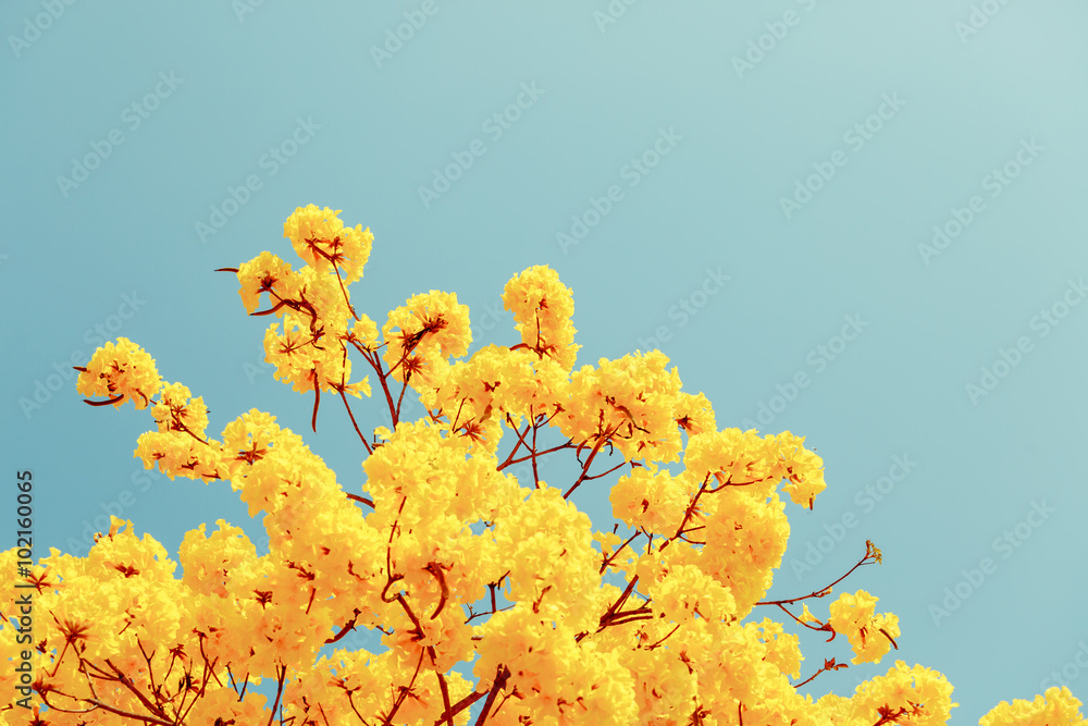 Yellow tabebuia flower blossom