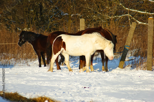 horse in winter © viktoria17