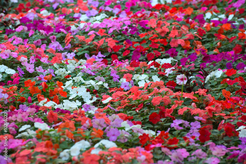 carpet of flowers
