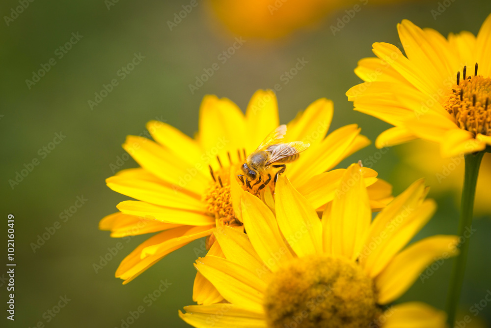 Bee flying from flower to flower and pollinate - obrazy, fototapety, plakaty 