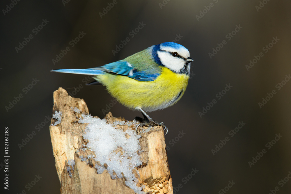 Fototapeta premium blue tit sitting on a tree trunk