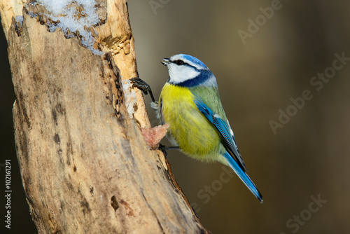 blue tit sitting on a tree trunk