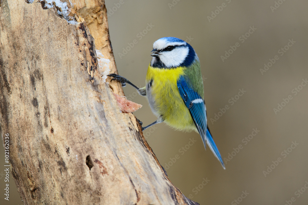 blue tit sitting on a tree trunk blue tit sitting on a tree trunk
