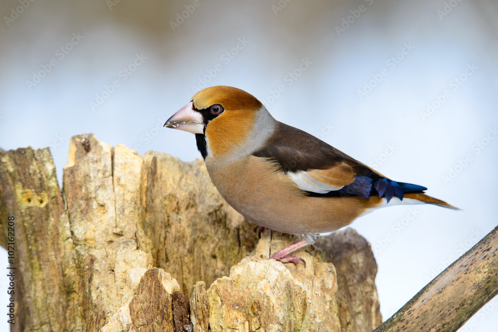 Fototapeta premium Grosbeak sitting on a tree searching for food