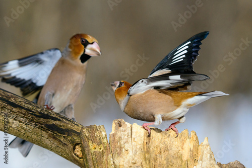 birds fight for food