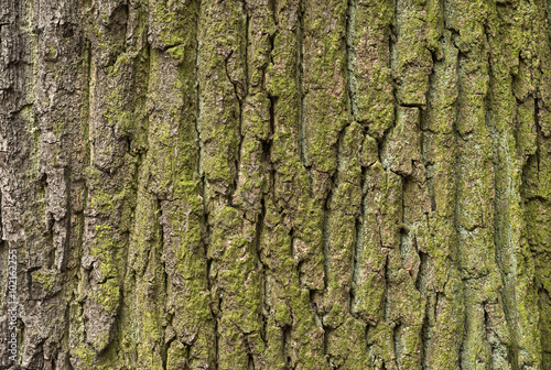 old wood tree bark texture with green moss