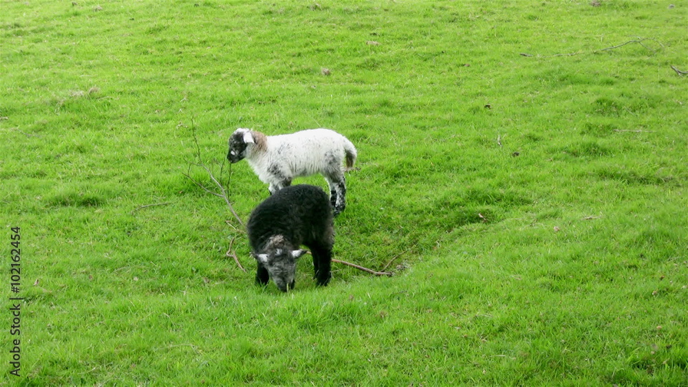 Two Herdwick lambs, a breed of sheep native to Cumbria, nibble at a small branch as they investigate possible sources of food while grazing in a field near Grasmere. Two Herdwick lambs, a breed of sheep native to Cumbria, nibble at a small branch as they investigate possible sources of food while grazing in a field near Grasmere.