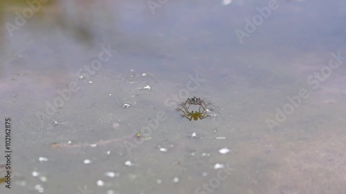 water strider photo