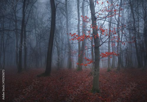 Fototapeta jesień natura pejzaż drzewa