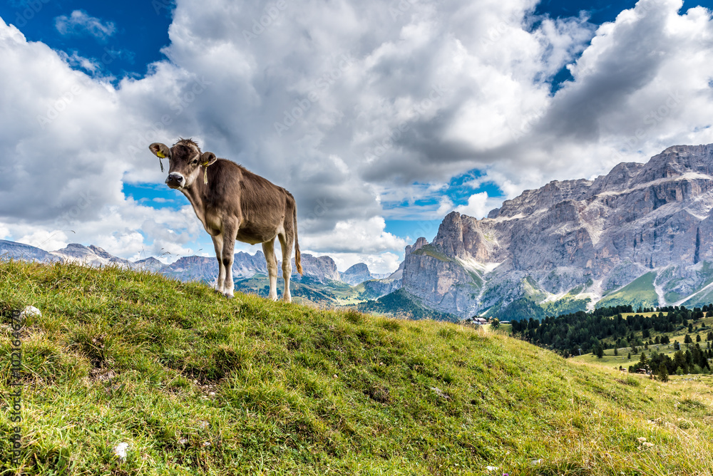 Dolomites Italy - Cow on the pasture
