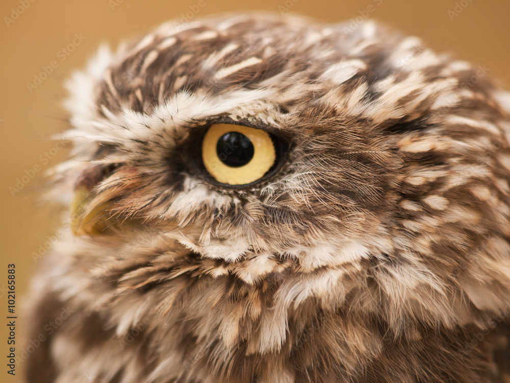 Portrait ofLittle nother owl - Athene noctua Portrait ofLittle nother owl - Athene noctua