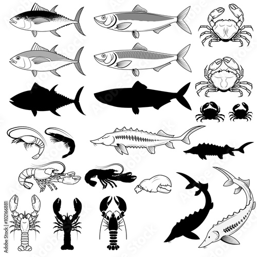 Set of the fish, crabs, shrimps, lobsters. Vector design element