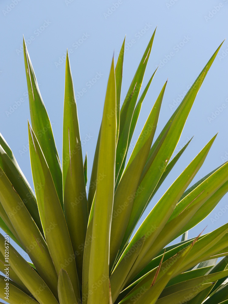 Fototapeta premium palm with a blue summer day background 