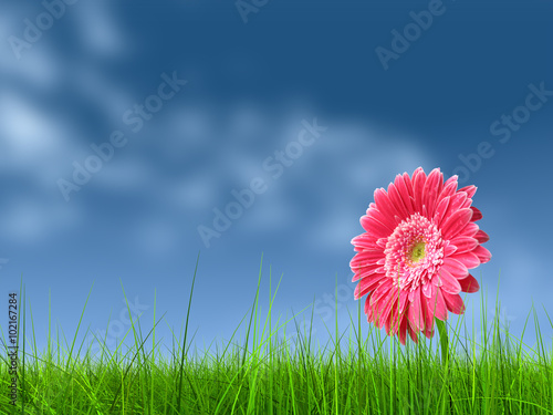 Fototapeta Naklejka Na Ścianę i Meble -  Conceptual pink flower in green grass