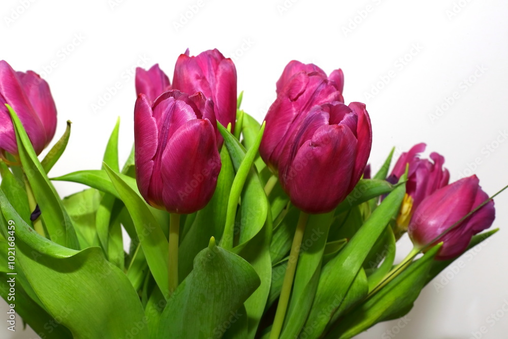 Obraz premium tulipan