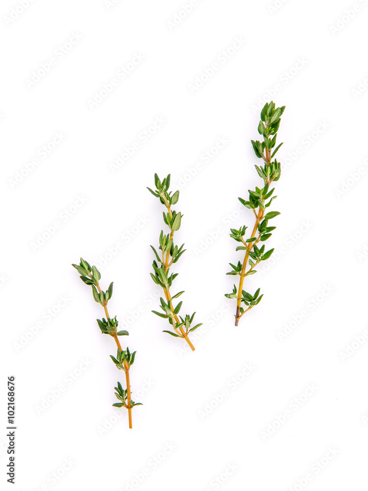 Branch of fresh thyme for seasoning concept isolated on white ba Branch of fresh thyme for seasoning concept isolated on white ba