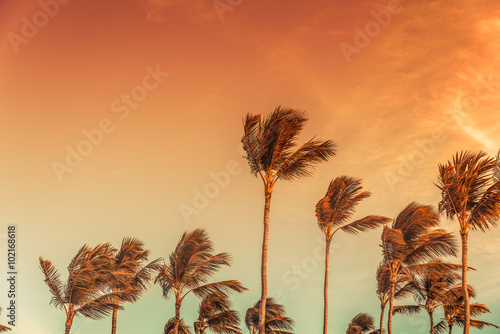 Palm's tops with the sky behind