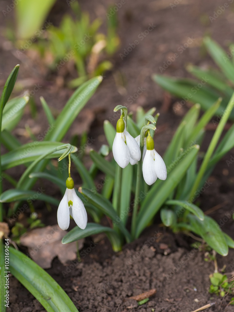 Obraz premium Spring snowdrop flowers blooming 