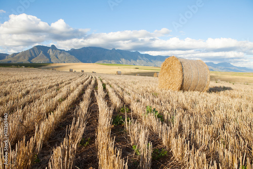 Hay bales lying in a field against mountain backdrop