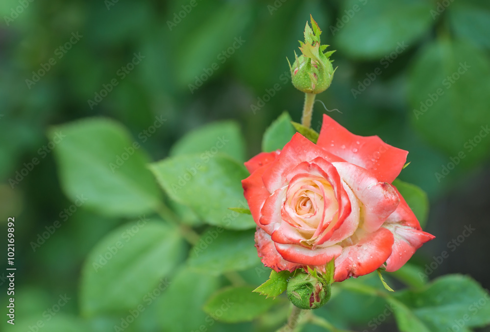 Red rose as a natural 