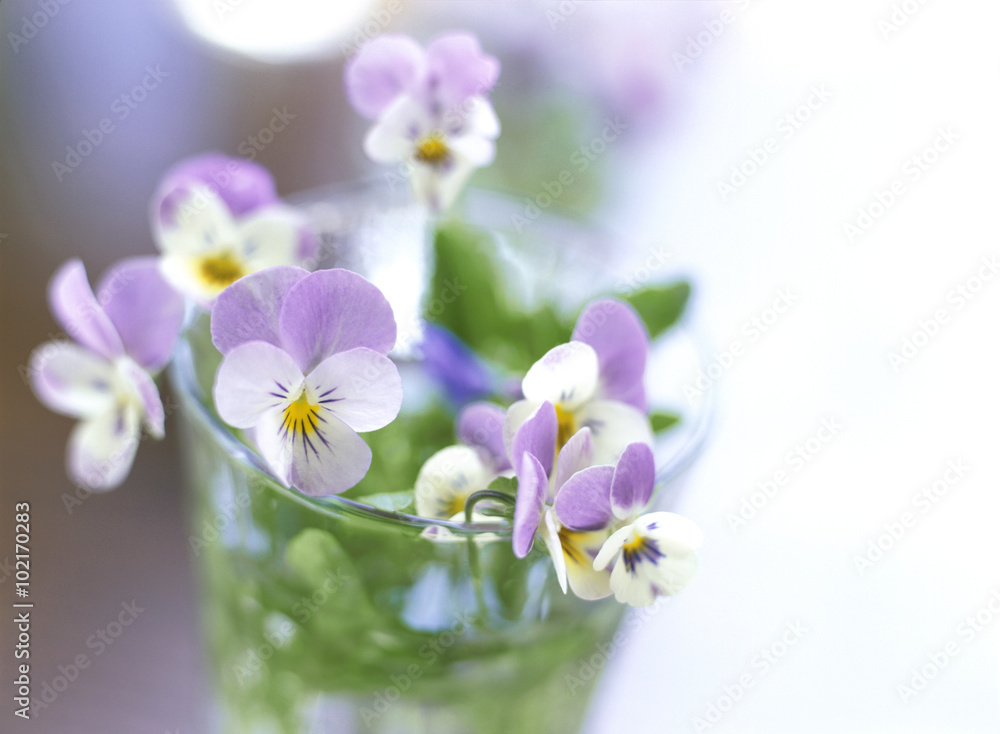 ガラスの花器に生けられた紫色のビオラ ガラスの花器に生けられた紫色のビオラ