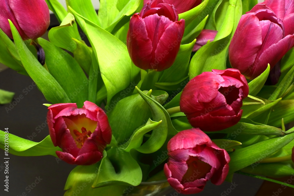 tulip tulip