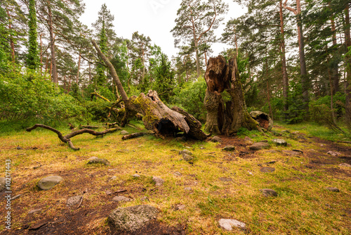 Trollwald auf Öland, Schweden photo