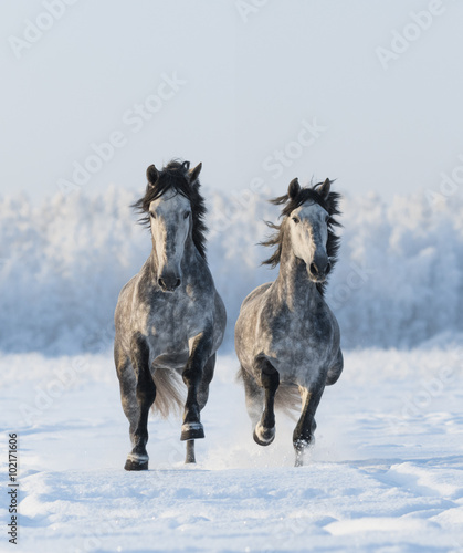 Two galloping Andalusian stallions