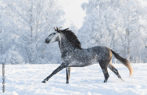 Grey horse run gallop in winter © Kseniya Abramova