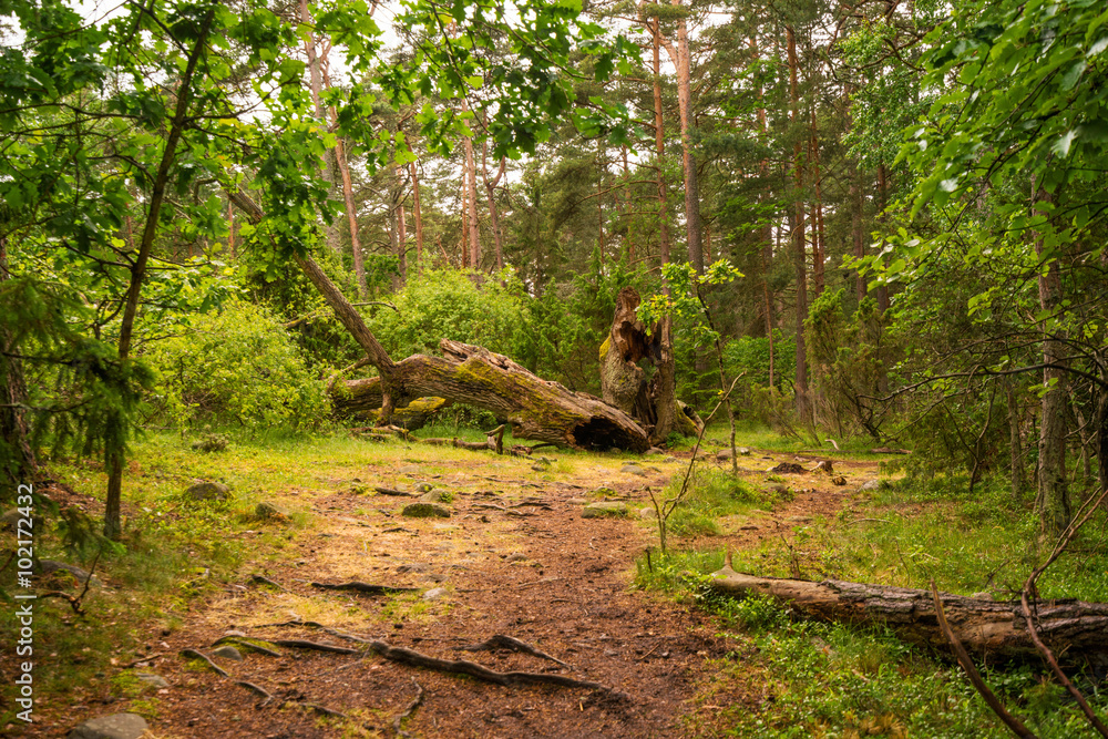 Trollwald auf Öland, Schweden Stock-Foto | Adobe Stock