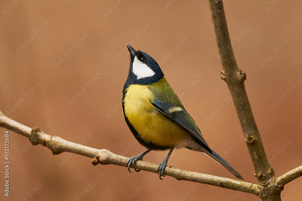 Beautiful great tit