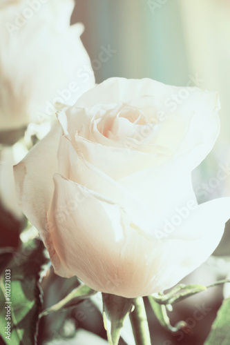 Fototapeta Naklejka Na Ścianę i Meble -  White rose background