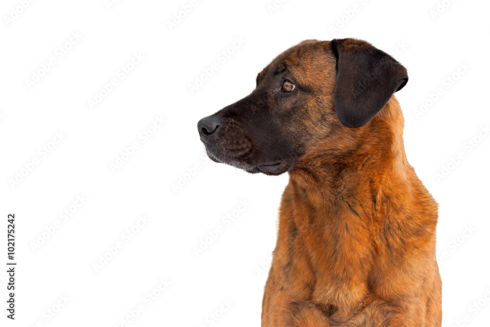 Portrait of a brown dog on white background Portrait of a brown dog on white background