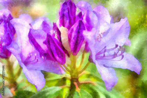 purple flowers of rhododendron