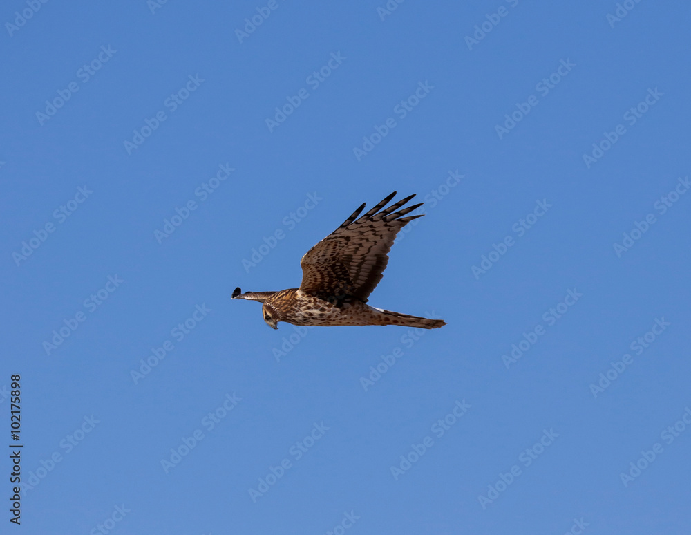 Female Northern Harrier hunting for food