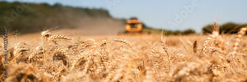 Tableau sur toile Récolte du blé , moissonneuse jaune